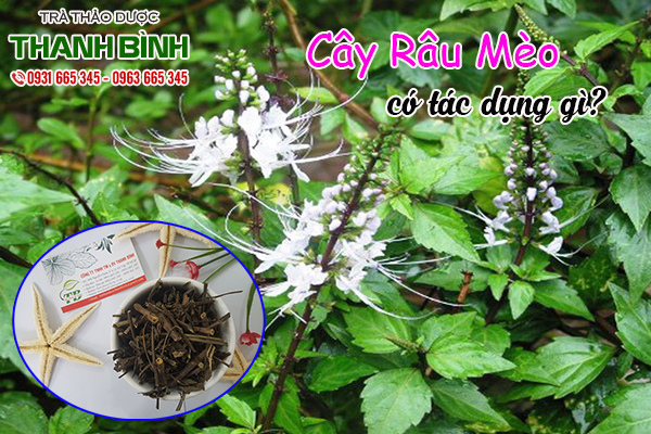 cay-rau-meo-thanh-binh