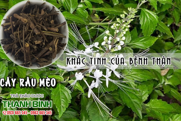 cây râu mèo thảo dược thanh bình
