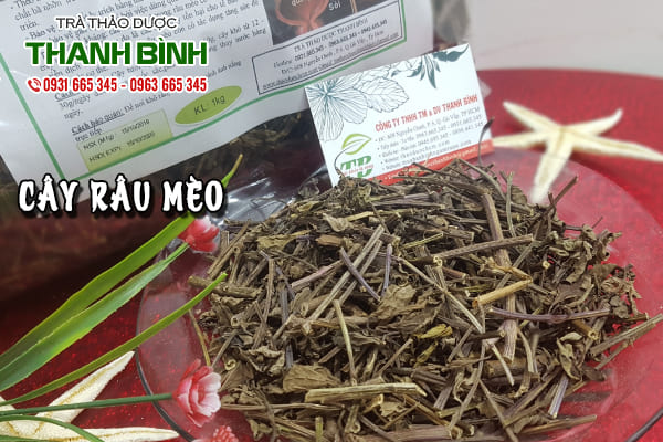 cây râu mèo thảo dược thanh bình