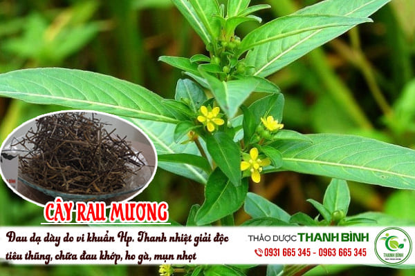 cây rau mương thanh bình