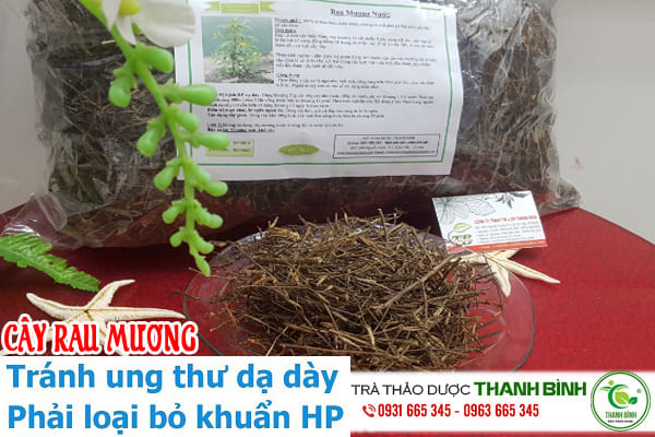 cây rau mương thanh bình