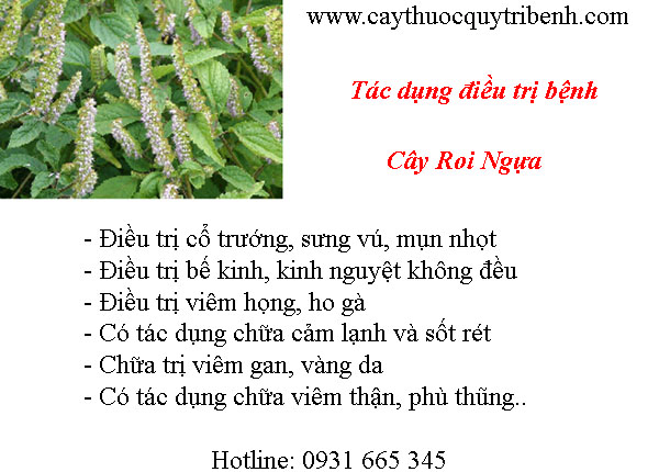 mua-cay-roi-ngua-o-dau-tai-tp-hcm-uy-tin-nhat