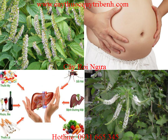 mua-cay-roi-ngua-o-dau-tai-tp-hcm