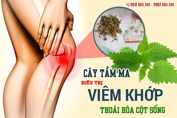 cây tầm ma thảo dược thanh bình