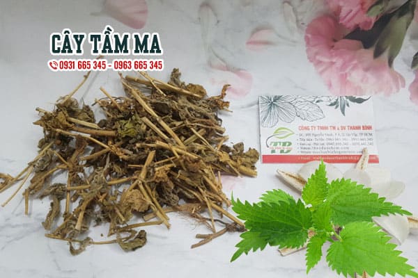 cây tầm ma thảo dược thanh bình