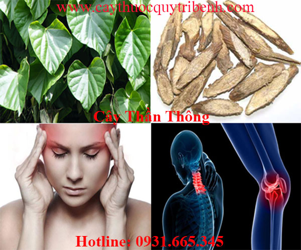 mua-cay-than-thong-uy-tin-tai-tp-hcm