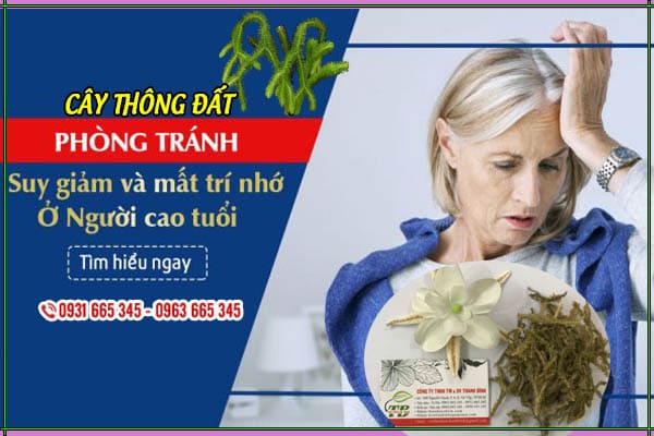 cây thông đất thảo dược thanh bình