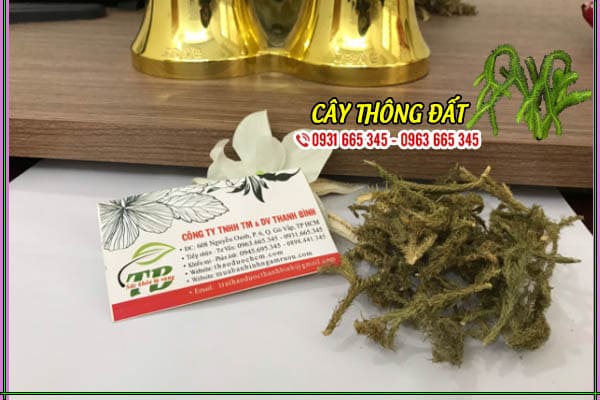 cây thông đất thảo dược thanh bình