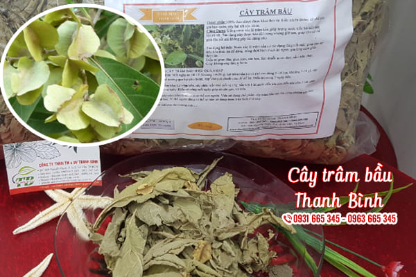 cây trâm bầu thảo dược thanh bình