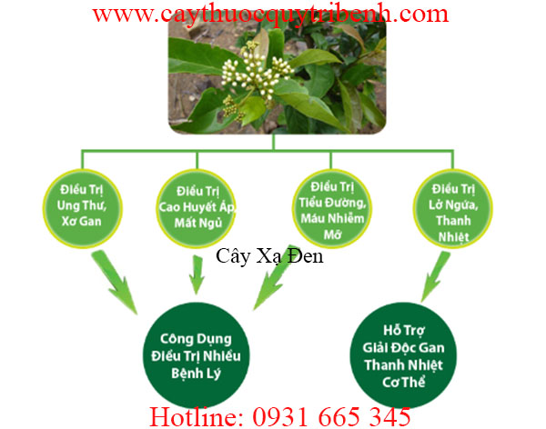 cây xạ đen