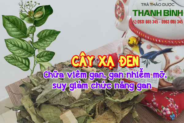 cây xạ đen thảo dược thanh bình