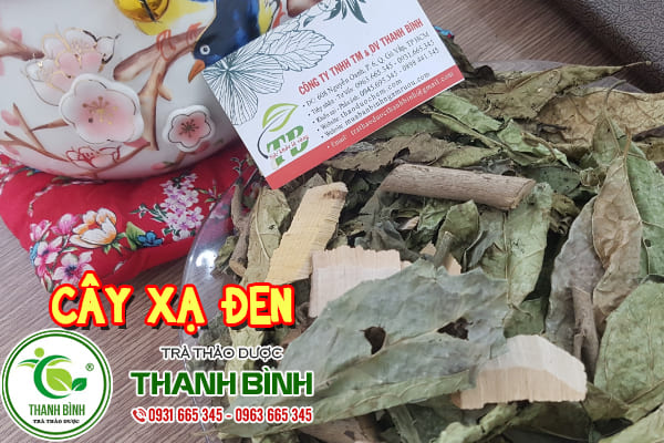 cây xạ đen thảo dược thanh bình