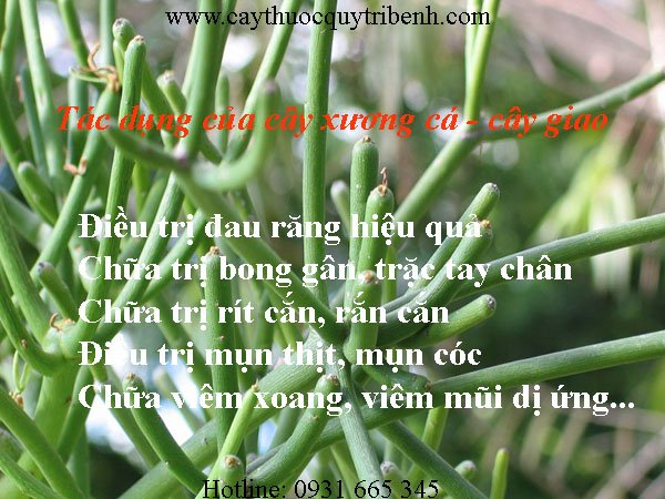 mua-cay-xuong-ca-o-dau-tai-tp-hcm-uy-tin-nhat