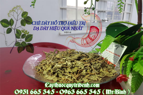 chè dây thảo dược thanh bình