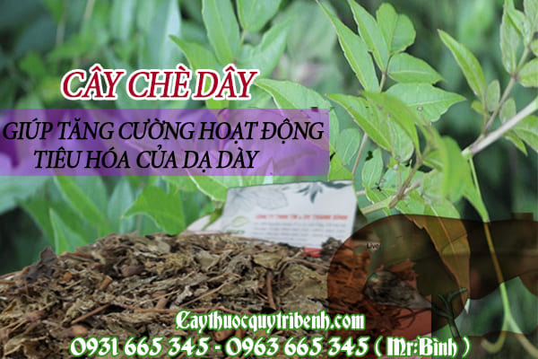 chè dây thảo dược thanh bình