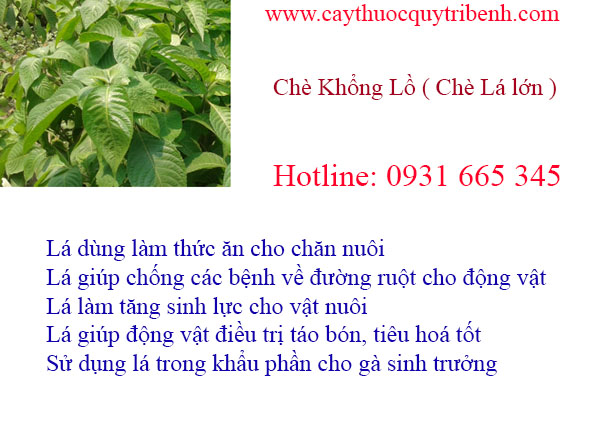 mua-che-khong-lo-che-la-lon-tai-tp-hcm-chat-luong-nhat