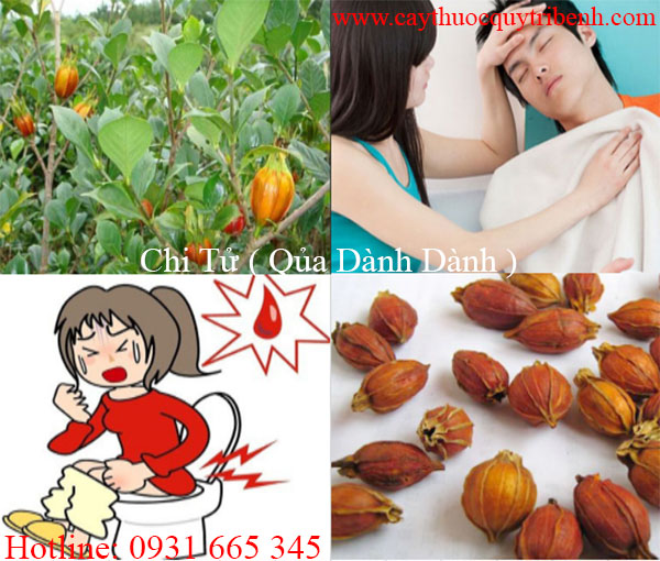mua-chi-tu-qua-danh-danh-chat-luong-tai-tp-hcm