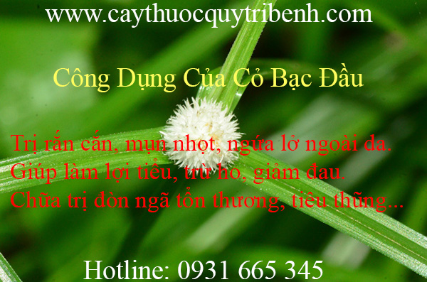 mua-co-bac-dau-uy-tin-chat-luong-tai-tp-hcm