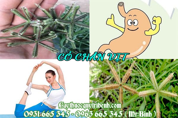 cỏ chân vịt