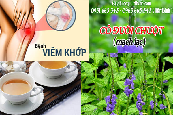 cỏ đuôi chuột thảo dược thanh bình