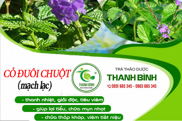 cỏ đuôi chuột thanh bình