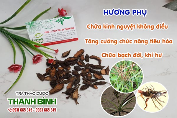 Hương phụ Thảo Dược Thanh Bình