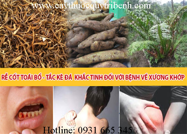 mua-cot-toai-bo-o-dau-tai-tp-hcm