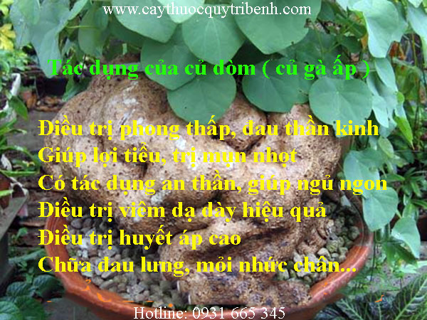 mua-cu-dom-cu-ga-ap-o-dau-tai-tp-hcm-uy-tin-nhat