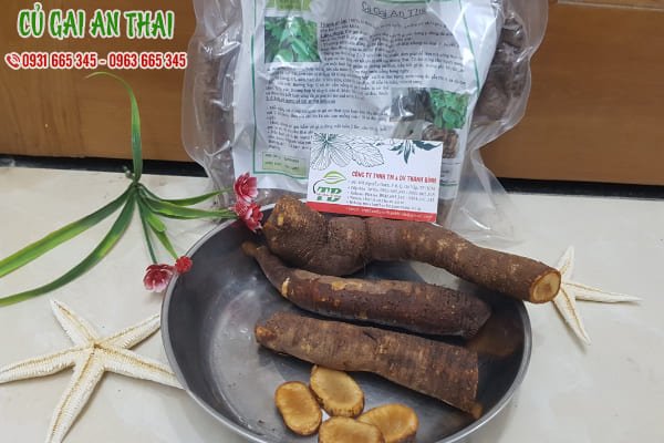 củ gai an thai thanh bình