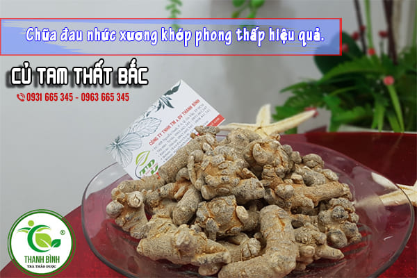 củ tam thất thanh bình