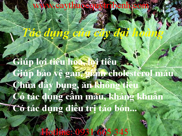 mua-dai-hoang-o-dau-tai-tp-hcm-uy-tin-nhat