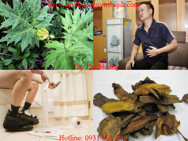 mua-dai-hoang-o-dau-tai-tp-hcm