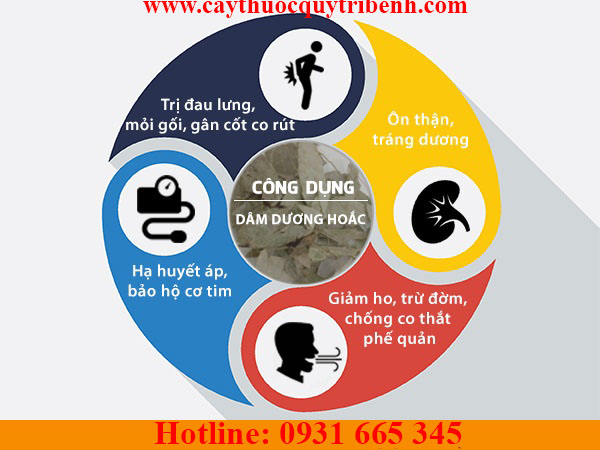 dâm dương hoắc