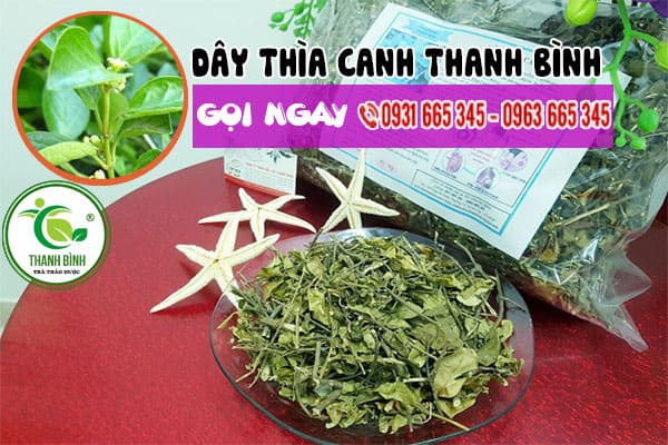 dây thìa canh thảo dược thanh bình