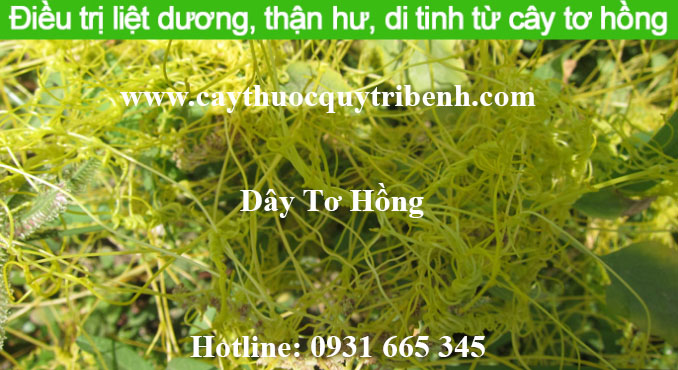 dây tơ hồng