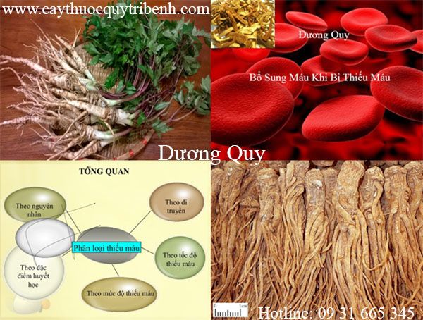 mua-duong-quy-chat-luong-tai-tp-hcm