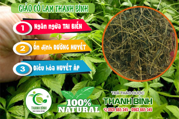 giảo cổ lam thanh bình