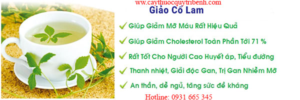 giảo cổ lam