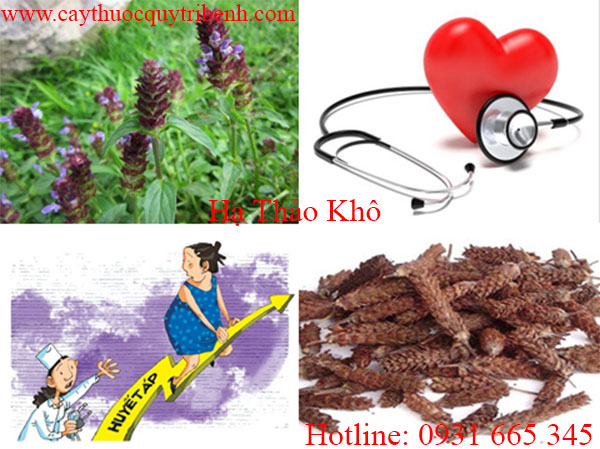 hạ khô thảo