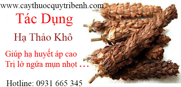hạ khô thảo