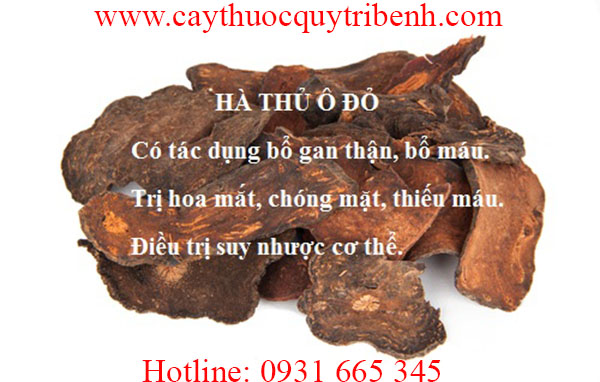 hà thủ ô đỏ