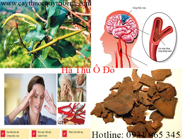 hà thủ ô đỏ
