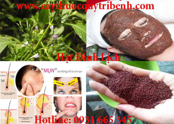 hạt đình lịch
