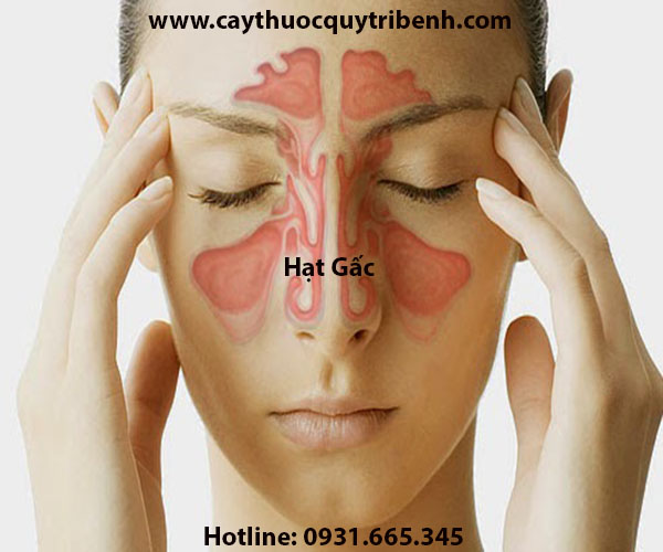 mua-hat-gac-chat-luong-o-dau-tai-tp-hcm