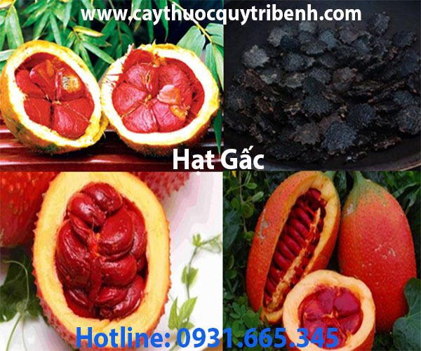 mua-hat-gac-chat-luong-o-dau-tai-tp-hcm