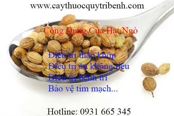 mua-hat-ngo-chat-luong-o-dau-tai-tp-hcm