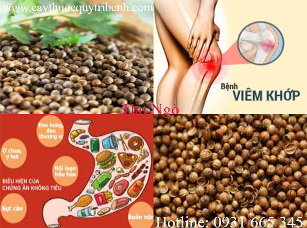 mua-hat-ngo-uy-tin-chat-luong-tai-tp-hcm