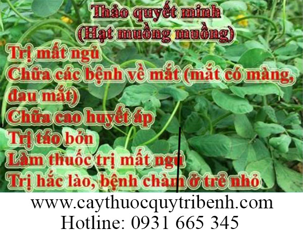 thảo quyết minh