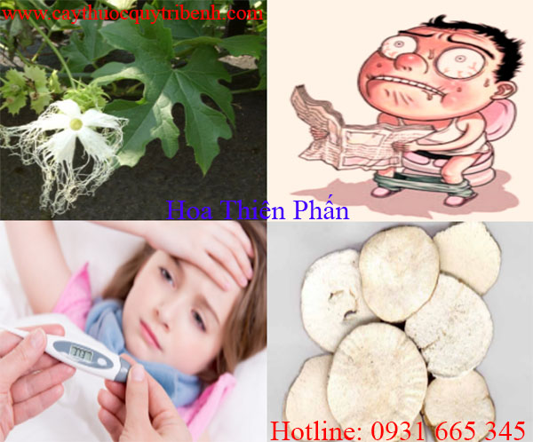 mua-hoa-thien-phan-tai-tp-hcm-uy-tin