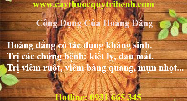 hoàng đằng